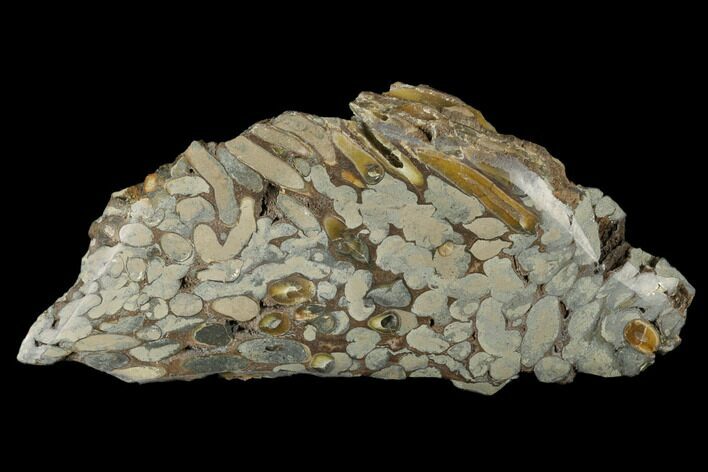 Polished Fossil Teredo (Shipworm Bored) Wood - England #177070